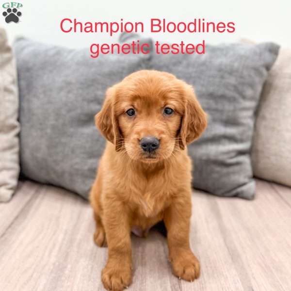 Chancy, Golden Retriever Puppy